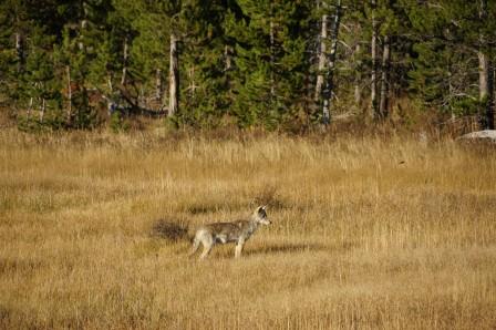 Coyote in Yellowstone